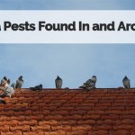 Common Mesa Pests Found In and Around Your Roof