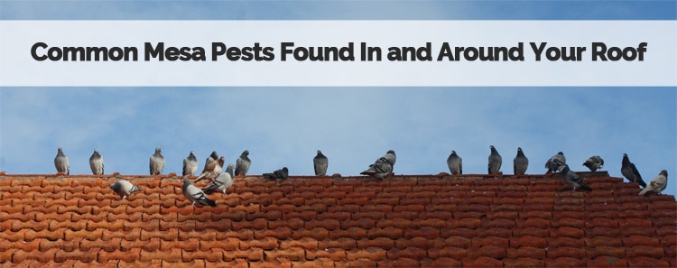 Common Mesa Pests Found In and Around Your Roof